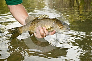 Fisherman displaying a freshly caught bass