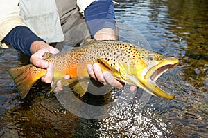 Fisherman displaying a landed brown trout