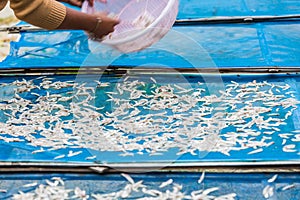 Fisherman are drying small fishes