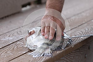 Fisherman Fileting Sheepshead Fish