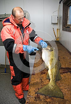 Fisherman filleting big cod photo
