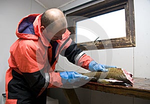 Fisherman filleting cod