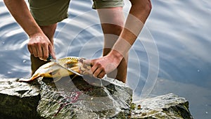 Fisherman filleting freshly caught freshwater carp