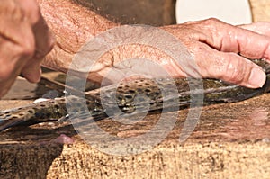 Fisherman filleting a sea trout