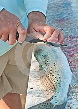 Fisherman filleting sea trout fish at a tropical marina cleaning station