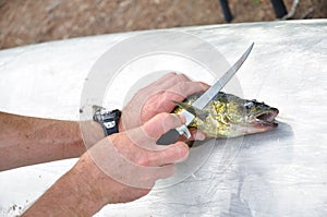 Fisherman Filleting a Walleye Fish photo