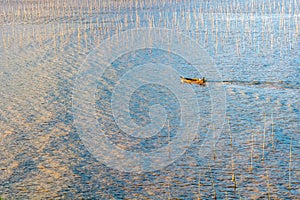 A fisherman going through the coastal intertidal zone of Xiapu