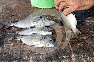 Fisherman gutting fish