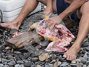 A fisherman gutting a fish.