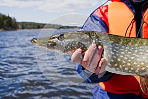 Fisherman hand holding pike. Angler with pike fish. Amateur fisherman holds trophy pike Esox lucius