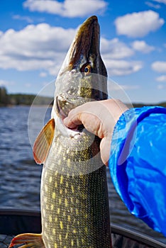 Fisherman hand holding pike. Angler with pike fish. Amateur fisherman holds trophy pike Esox lucius