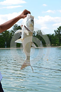 Fisherman hand holding the trophy fish