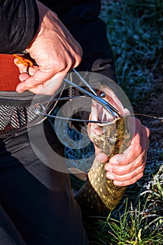 Fisherman hands with catched pike by spinning rod.