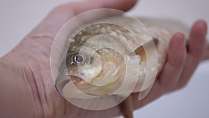 Fisherman Hands are Holding a Large Live River Crucian Carp. 4K