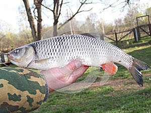 Fisherman on his hand holds a fish. Chub, close-up