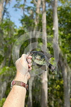 Fisherman holding alive freshwater river fish