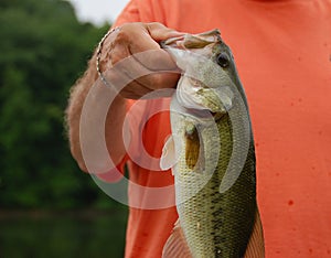 Fisherman holding Bass closeup