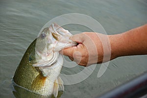 Fisherman holding Bass closeup