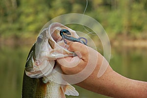 Fisherman holding Bass closeup