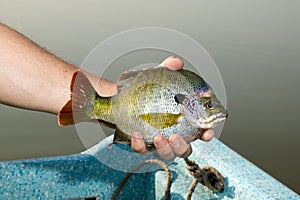 Fisherman holding a Bluegill pan fish beside lake