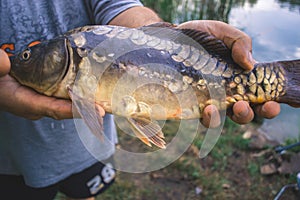 The fisherman is holding a catch - a large carp.