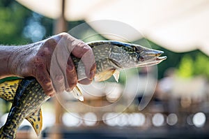 Fisherman is holding the fish