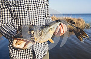 The fisherman is holding a fish pike caught on a hook