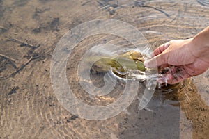 Fisherman holding fish, releasing fish back to lake, fishing competition