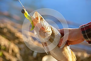 The fisherman holding a fish Zander caught on a hook