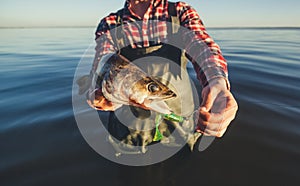 The fisherman is holding a fish Zander caught on a hook
