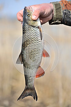 Fisherman Holding His Catch, European Chub Fish