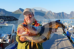 Fisherman holding a huge fish Cod. Norway Fishing tourism. Senior fisherman in ocean, fjord fishing.