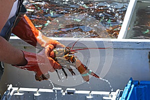 Fisherman holding Live Maine Lobster while sorting by size