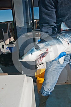 A fisherman holding a mako shark