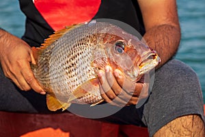 Fisherman Holding Medium Size Snapper Fish After Catch form the Sea