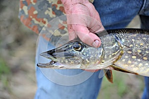 Fisherman Holding Pike Fish (Esox Lucius) photo