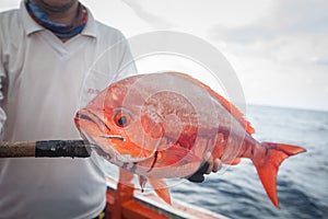 Fisherman holding red fish on the fishing boat