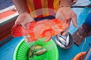 Fisherman holding red grouper fish on the fishing boat