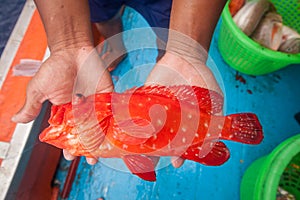 Fisherman holding red grouper fish on the fishing boat