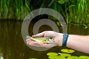 Fisherman holding small bass while fishing on lake