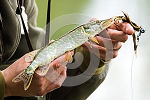 Fisherman holding a small Northern Pike