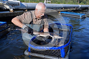 Fisherman holding trout out water in fishfarm photo