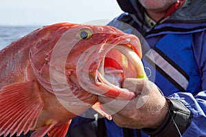 Fisherman holding up a freshly caught rockfish