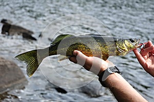 Fisherman Holding a Walleye Fish (Sander vitreus)