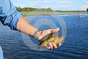 Man Holds Sunfish Caught Fishing a Crankbait Lure photo