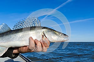 Fisherman holds a caught zander or pike perch in hands against the background of the Baltic sea. Fishing catch and