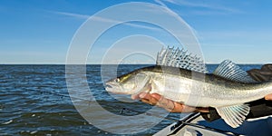 Fisherman holds a caught zander or pike perch in hands against the background of the Baltic sea. Fishing catch and release concept