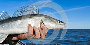 Fisherman holds a caught zander or pike perch in hands against the background of the Baltic sea. Fishing catch and release concept
