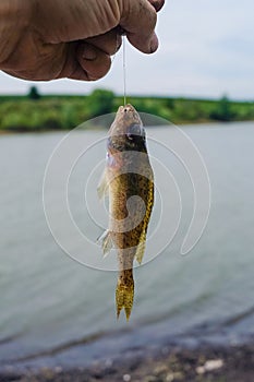 A fisherman holds a fish caught on a hook