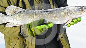 Fisherman holds a large fish pike in the winter